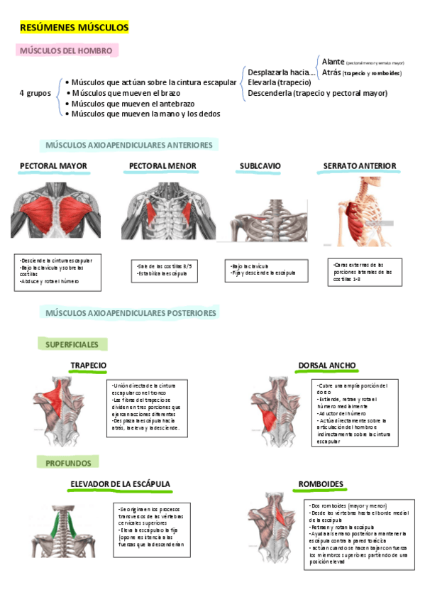 Miniatura del documento RESUMEN-MUSCULOS.pdf