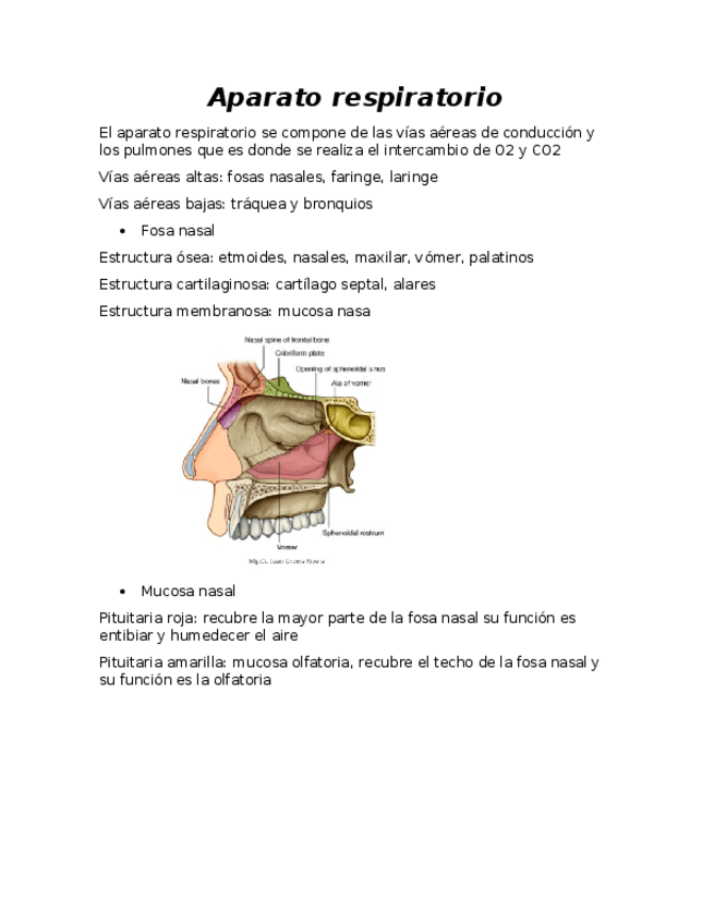 Miniatura del documento Aparato-respiratorio.docx