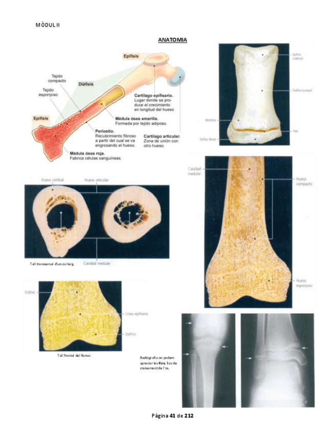 Miniatura del documento Anatomia M2 Part 2.pdf