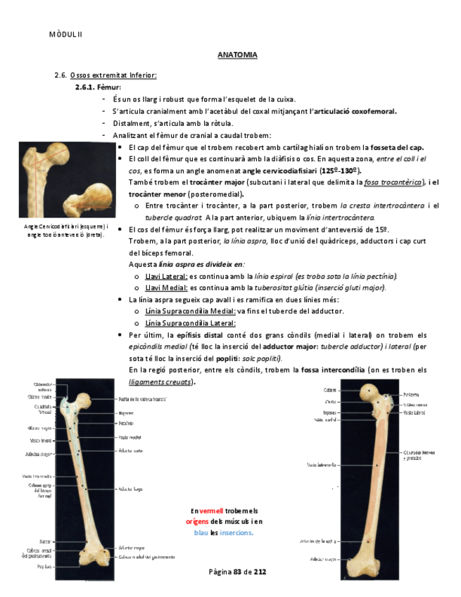 Miniatura del documento Anatomia M2 Part 3.pdf