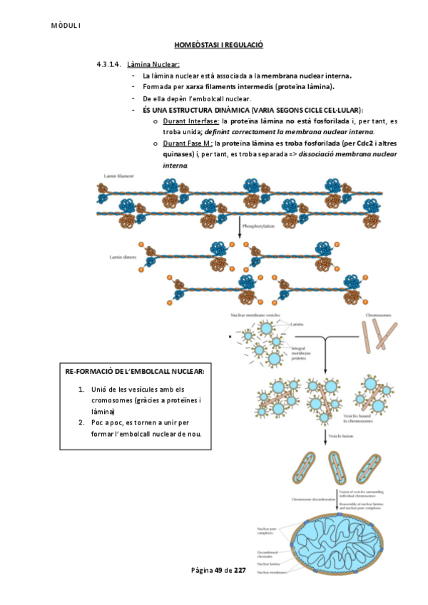 Miniatura del documento Apunts Mòdul 1 Part 2.pdf