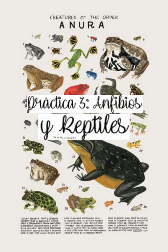 Miniatura del documento Diario-de-Practicas-III-Reptiles-y-Anfibios.pdf