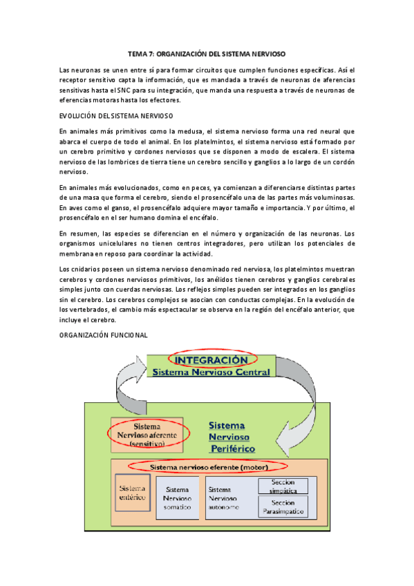 Miniatura del documento TEMA-7.pdf