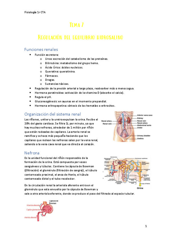 Miniatura del documento Fisiologia-Tema 7.pdf