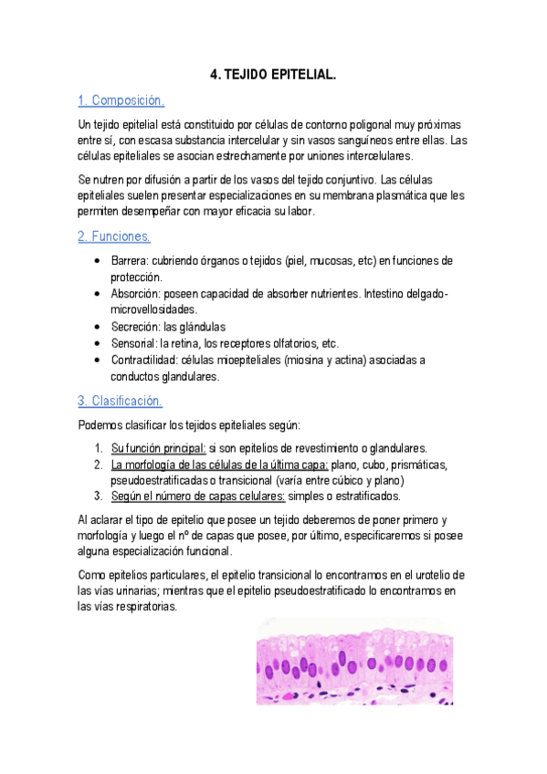 Miniatura del documento Apuntes tejido epitelial