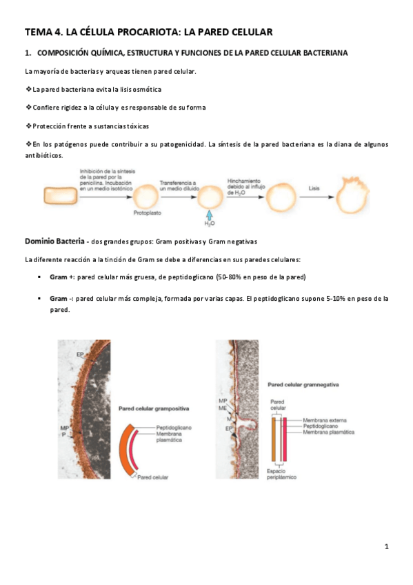 Miniatura del documento TEMA-4.pdf