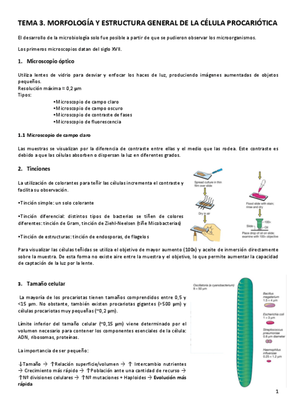 Miniatura del documento TEMA-3.pdf