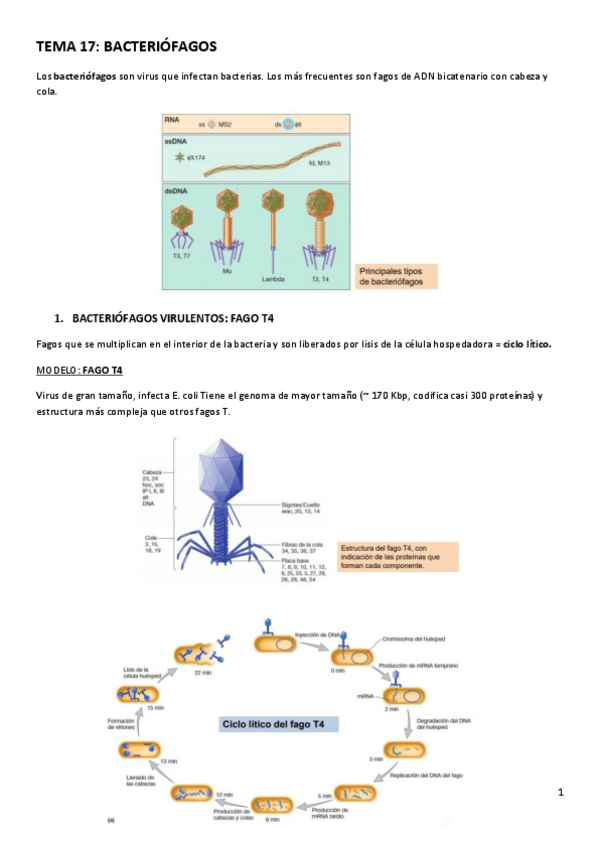 Miniatura del documento TEMA-17.pdf
