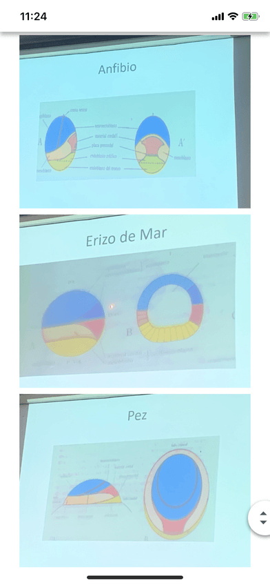 Miniatura del documento 8BBD581D-5FFA-42B5-9B6C-6C0B344EE926.png