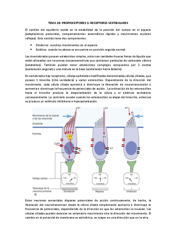 Miniatura del documento TEMA-10.pdf