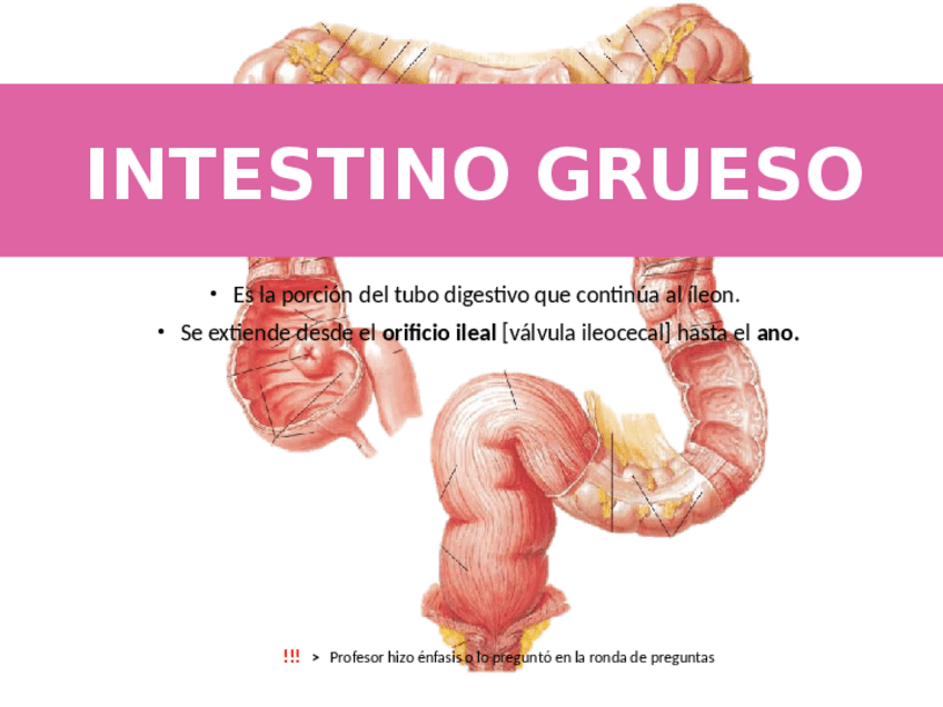 Miniatura del documento Intestino-Grueso.pdf