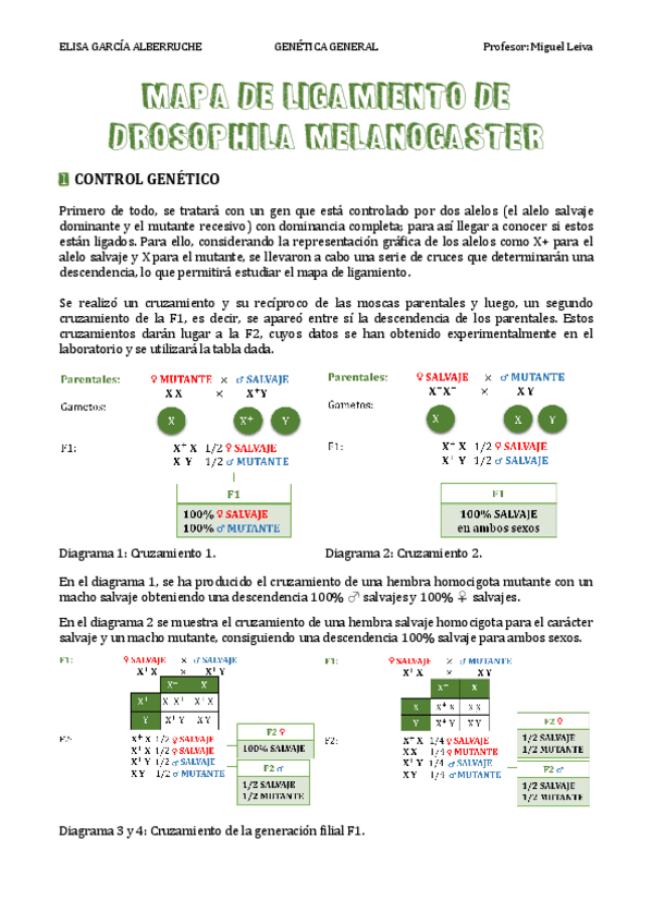 Miniatura del documento Mapa de ligamiento Drosophila