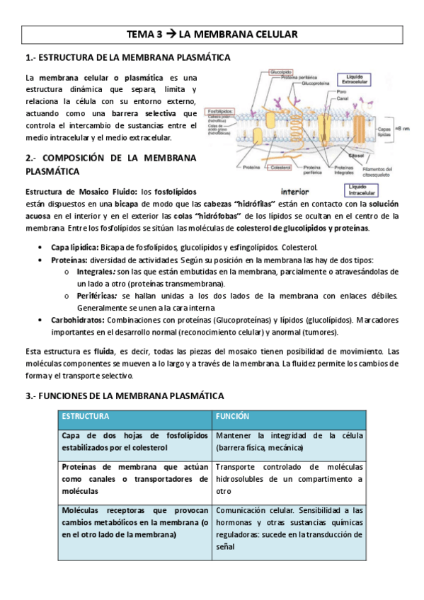 Miniatura del documento TEMA-3-membrana-celular.pdf
