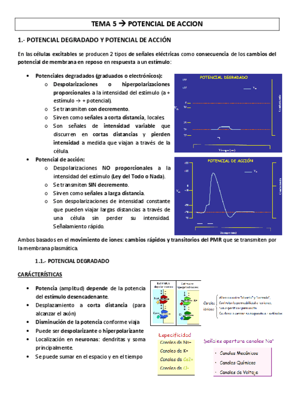 Miniatura del documento TEMA-5-potencial-de-accion.pdf