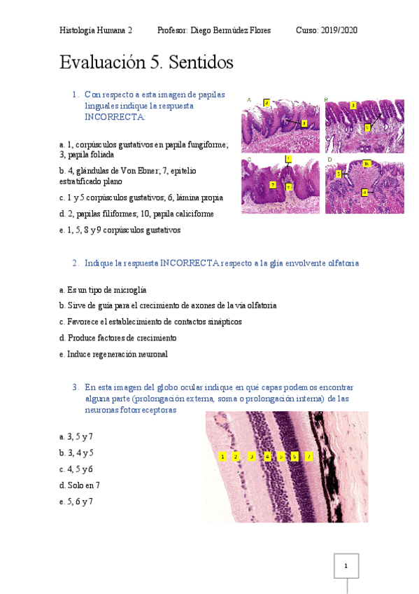 Miniatura del documento Evaluacion-continua-5-sentidos-Histologia-Humana-2.pdf