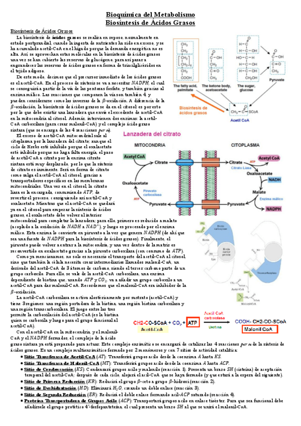 Miniatura del documento Biosintesis-de-Acidos-Grasos.pdf