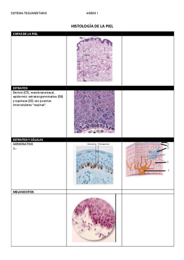 Miniatura del documento 1-HISTOLOGIA-PIEL.pdf