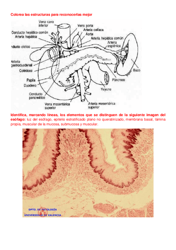 Miniatura del documento 1-PREG-digestivo.pdf