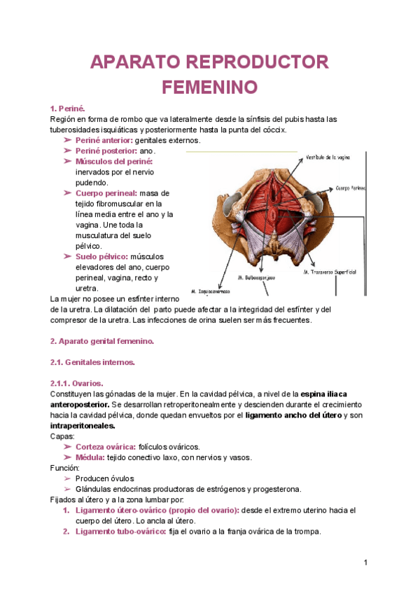 Miniatura del documento APARATO-REPRODUCTOR-FEMENINO.pdf