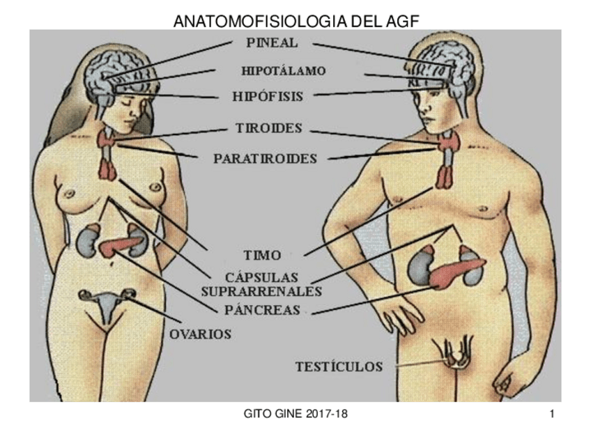 Miniatura del documento TEMA-1-IMAGENES.pdf