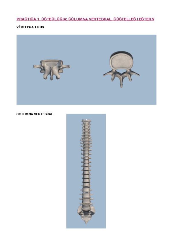 Miniatura del documento Practiques-osteologia.pdf