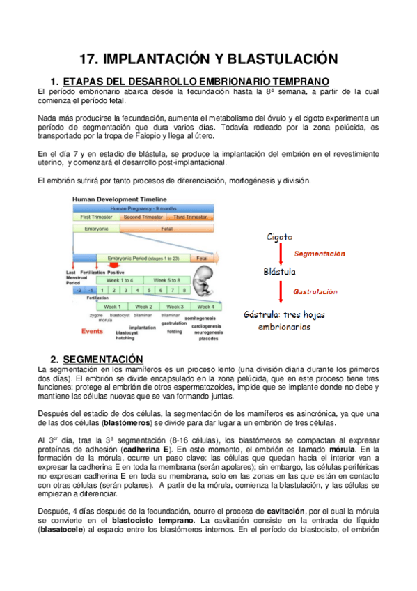 Miniatura del documento 17 IMPLANTACIÓN Y BLASTULACIÓN