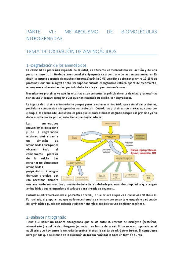Miniatura del documento PARTE-7-METABOLISMO-DE-BIOMOLECULAS-NITROGENADAS.pdf