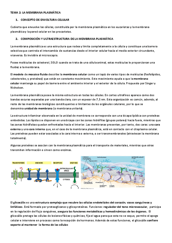 Miniatura del documento 02-LA-MEMBRANA-PLASMATICA.pdf