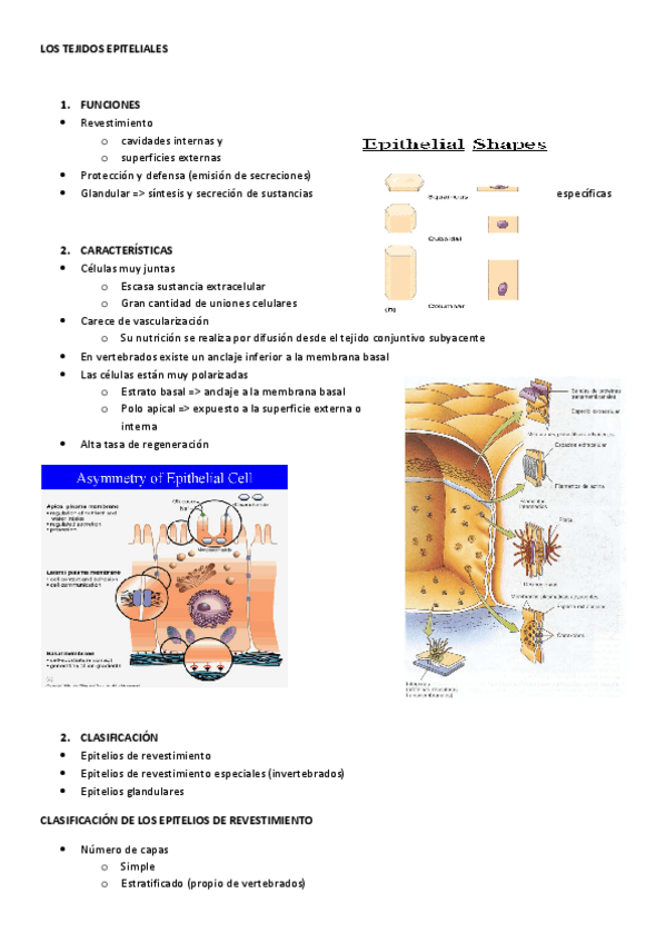 Miniatura del documento 12-LOS-TEJIDOS-EPITELIALES.pdf