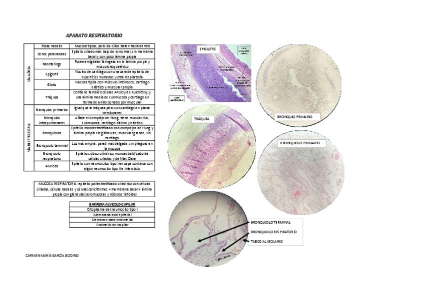 Miniatura del documento RESPIRATORIO.pdf