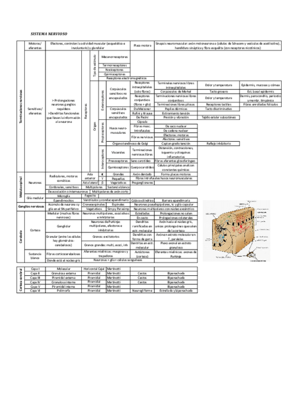 Miniatura del documento NERVIOSO.pdf