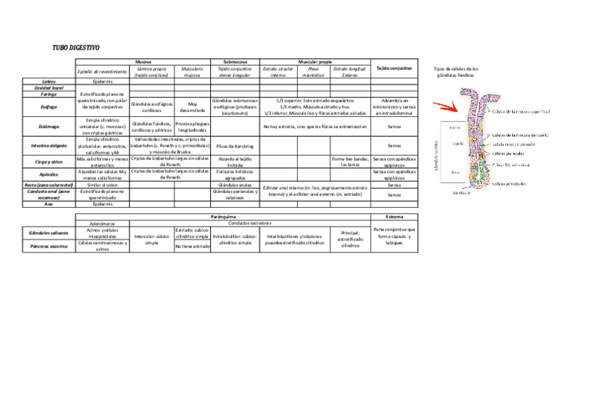 Miniatura del documento DIGESTIVO.pdf