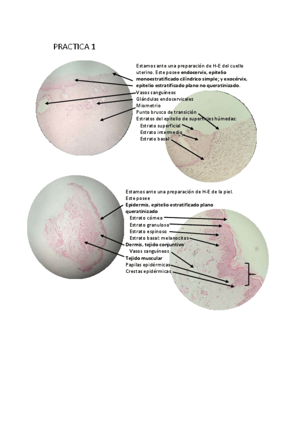 Miniatura del documento MIS-IMAGENES.pdf