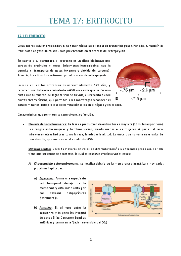 Miniatura del documento TEMA-17.pdf