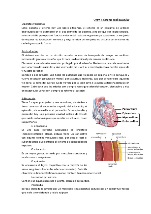 Miniatura del documento Tema_1-_El_sistema_cardiovascular.pdf