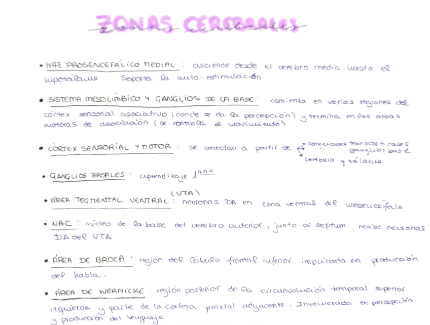 Miniatura del documento Zonas-Cerebrales-Importantes-Psico.pdf