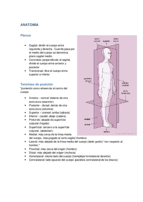 Miniatura del documento ANATOMIA.docx