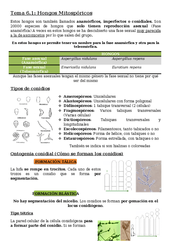 Miniatura del documento Tema-6.docx