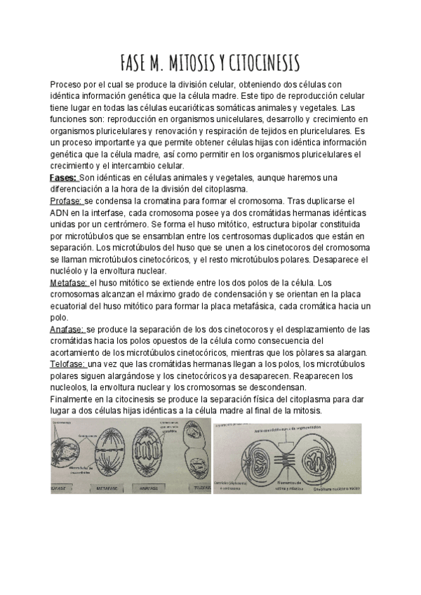 Miniatura del documento FASE-M.pdf
