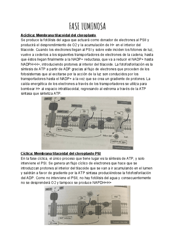Miniatura del documento FASE-LUMINOSA.pdf