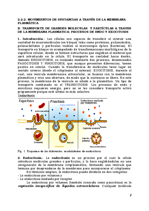 Miniatura del documento 2.2.2. Endocitosis y exocitosis.pdf