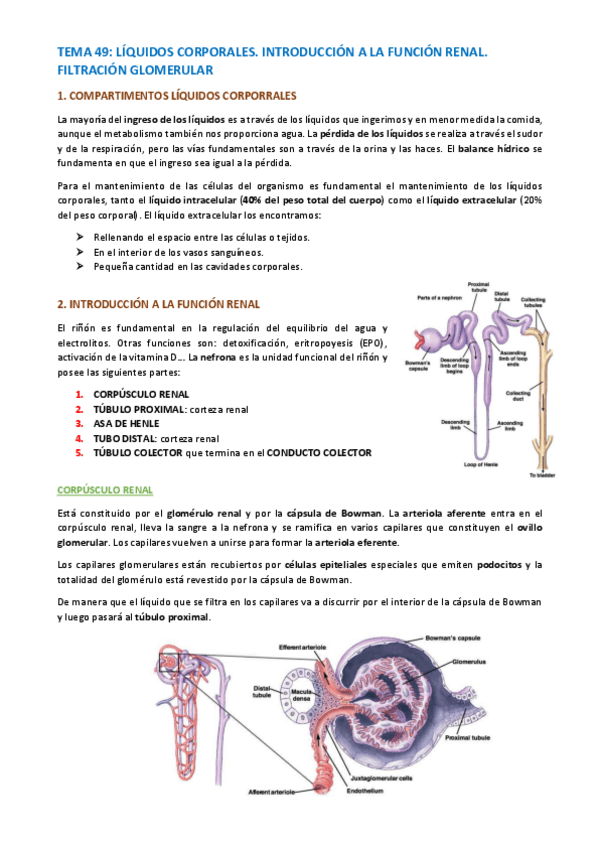Miniatura del documento RESTO-DE-APUNTES.pdf
