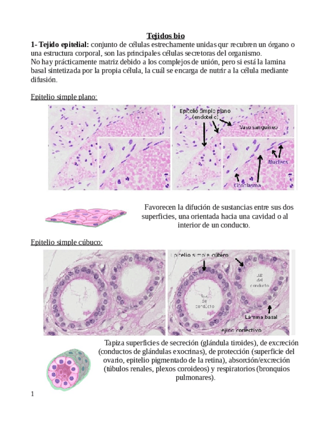 Miniatura del documento Tejido-epitelial.pdf