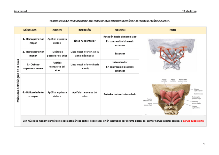 Miniatura del documento resumen-musculos.pdf