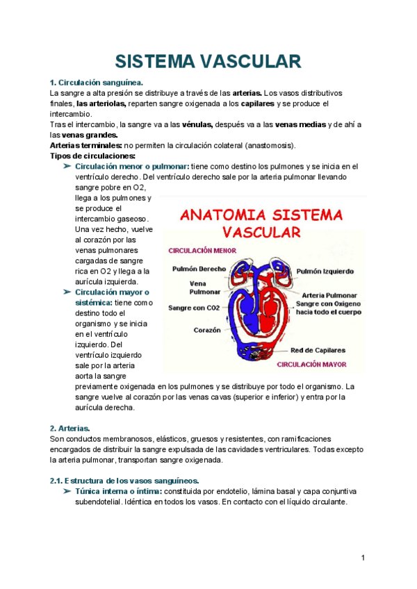 Miniatura del documento ANATOMIA-VASCULAR.pdf