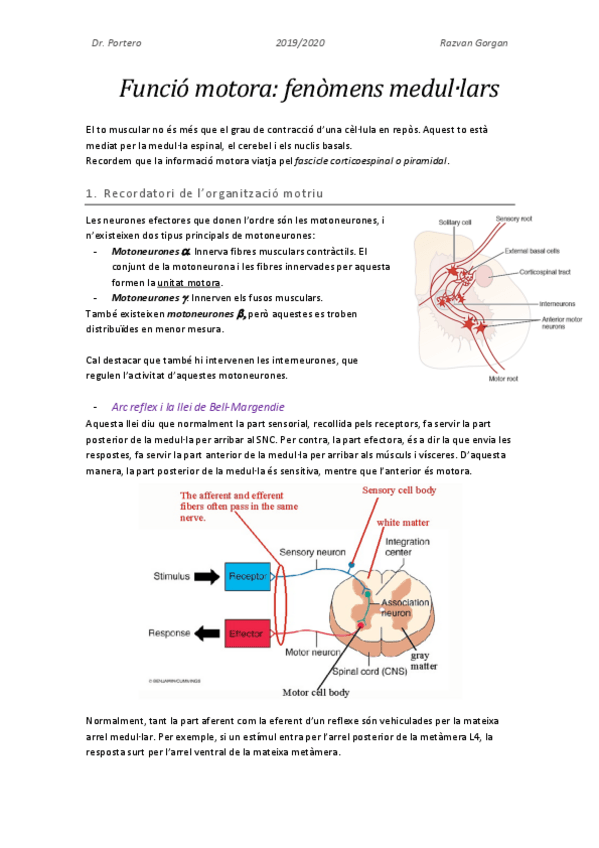 Miniatura del documento Fisiologia-motora.pdf