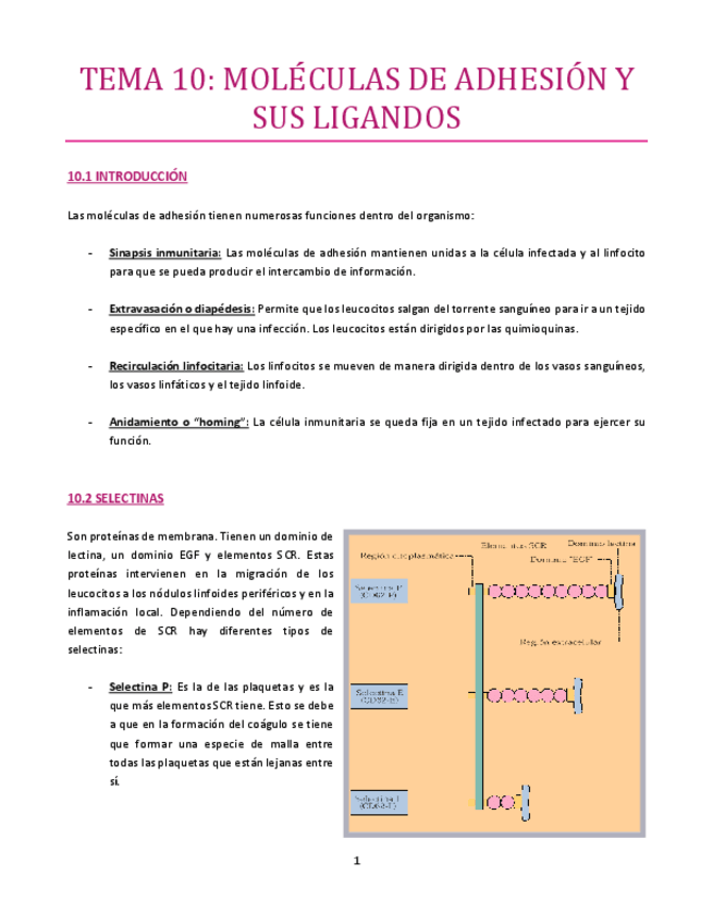 Miniatura del documento TEMA-10-Inmuno.pdf