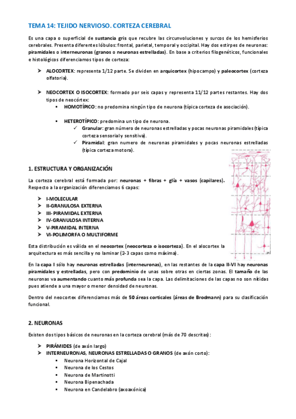 Miniatura del documento TEMA-HISTOLOGIA-74-76.pdf