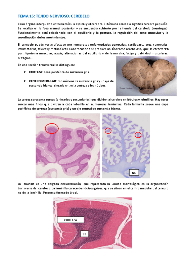 Miniatura del documento TEMA-HISTOLOGIA-77-80.pdf