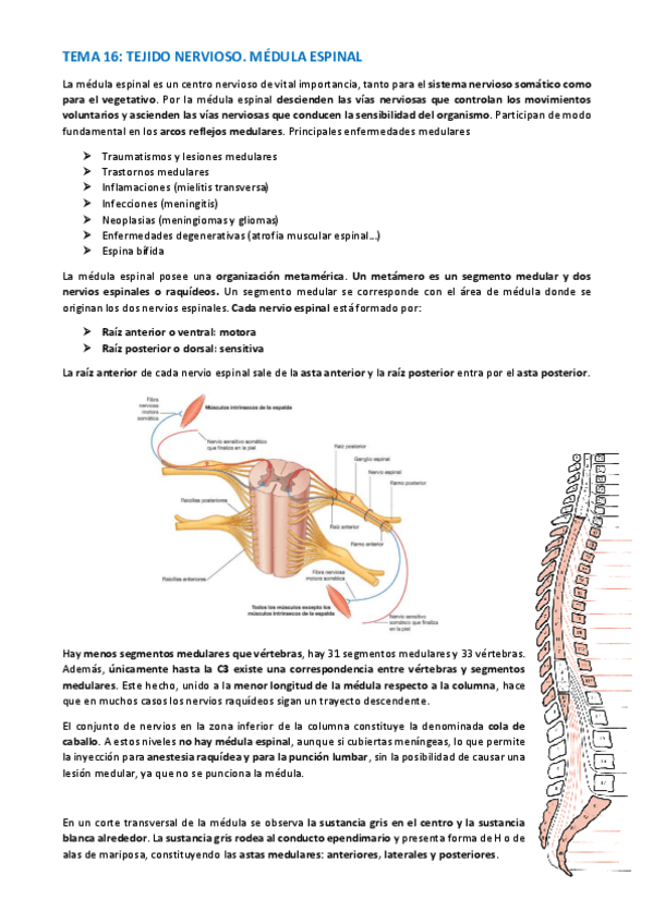 Miniatura del documento TEMA-HISTOLOGIA-81-84.pdf